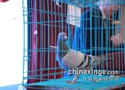 �Ϻ��������ʢ��Բ������������ǰ�������߼۳ɽ�