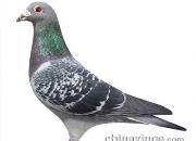 ��Ư�������루ͼ��