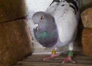 ������ֻ�׸�������