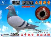 ��ɽ��л���������������д�����ɳȺӢ���ٶ�ɱ��072