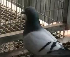 ��Ƶ���ͣ���������15������