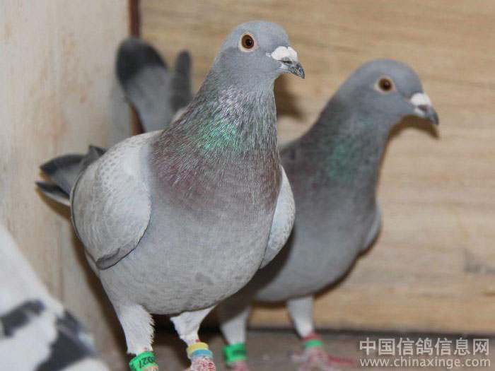 �Ǳȸ���һǧԪ�ܼ�©��