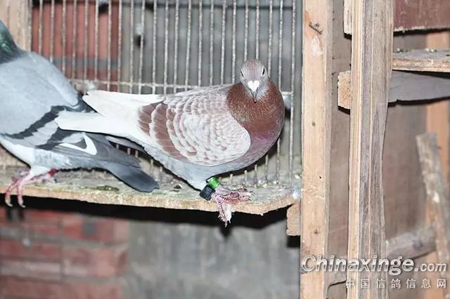 ����ʵս����֮�����ָ�����