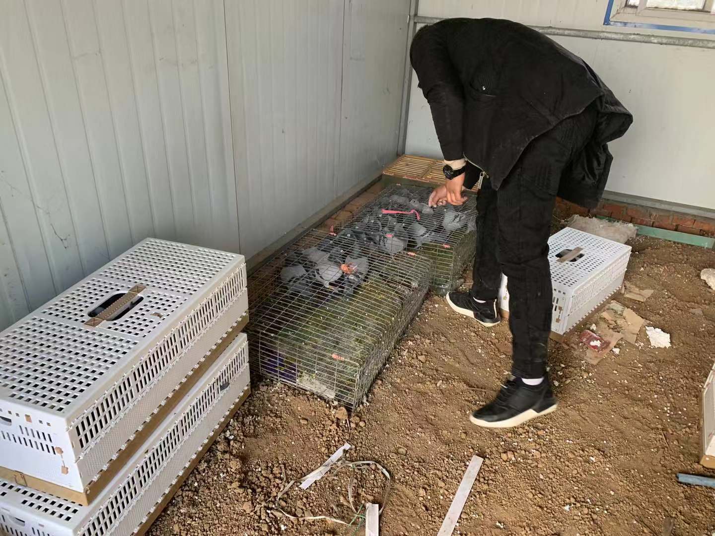 西安种鸽被盗案成功告破！追回全部被盗信鸽