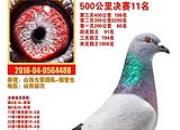 ��ɽ��л���������������д�������������ս����488