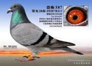 �⼸��զ�����ֲ�59һ�����