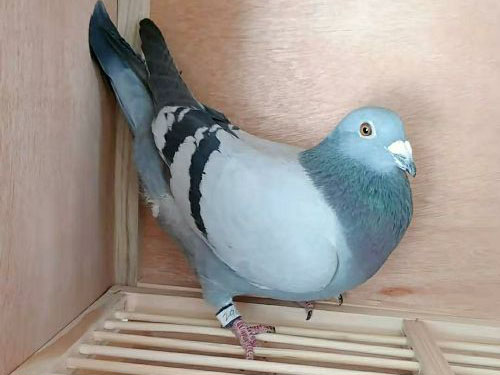 ���ｻ��һ���ٰ��� ����ȡ��290��