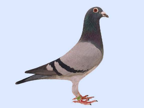 ÿһ룺ָ롰˿˿(ͼ)