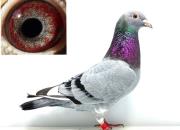 �ø��Ӳ��¶� �����㹻������