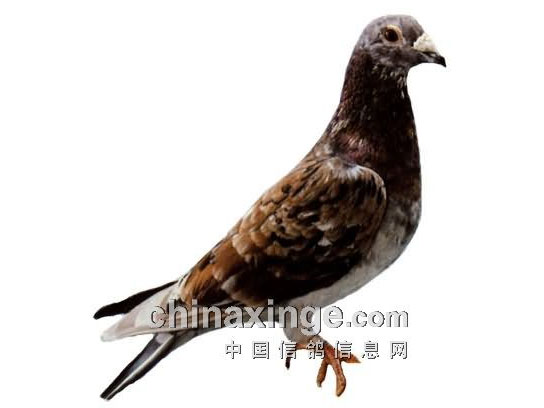 ÿ��һ�룺��Զ�̸�������������