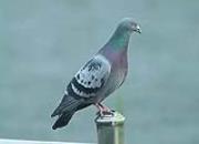 ����  �ɲ����Լ���Ӱ�ӣ�ͼ��