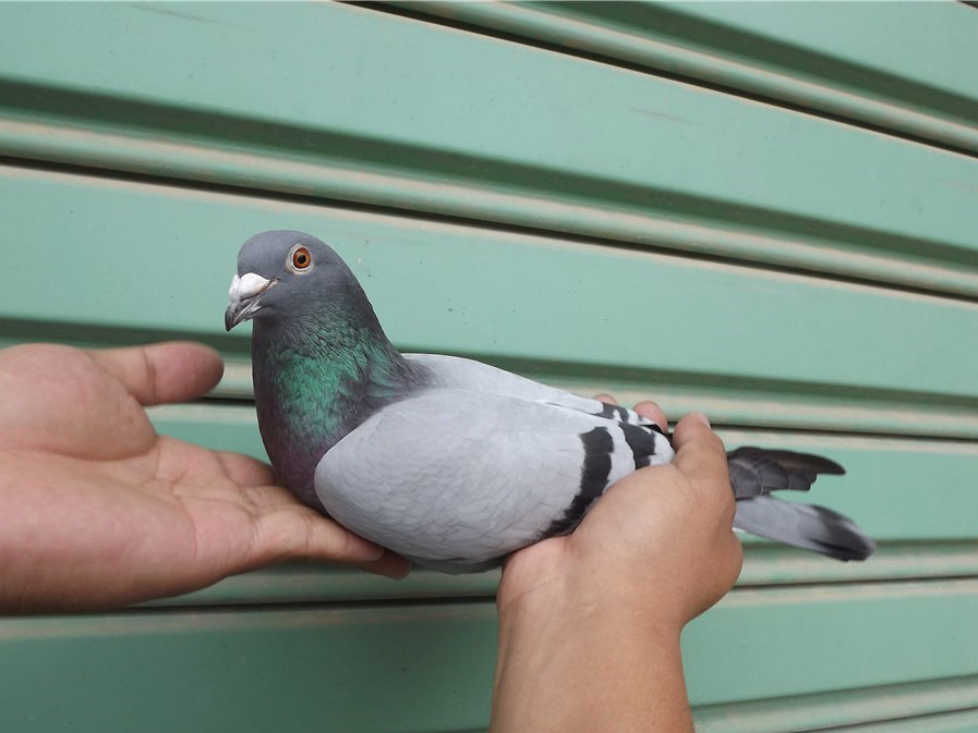 ż��Ӣ���ۡ� ����������ֻ���룡