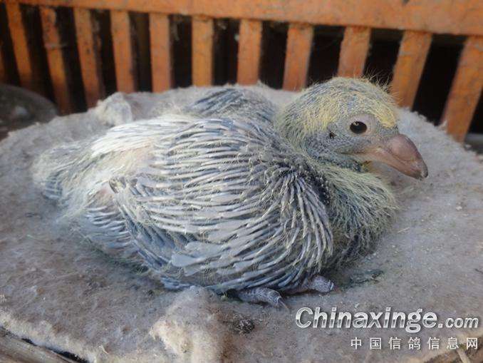 ����ϸ���׸�����С����