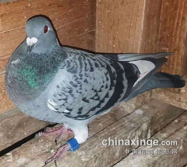 2019���С�᣺ϲ���人���������9��