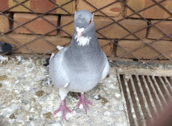 ��˵�еĸ���߷ɸ�