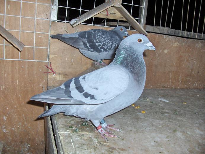 ����������Ʒ�ʵ���Ҫ��