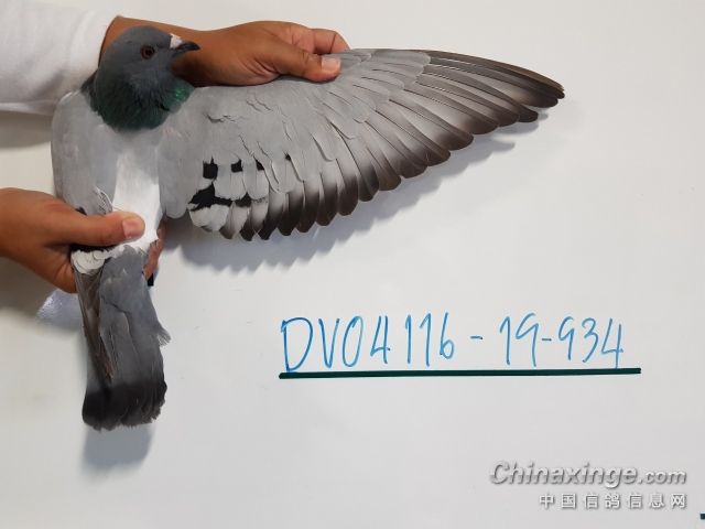 ̩�������Ź�����������Ҽ���ű�߼����߹ھ�