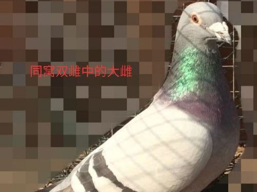 �ҵ�ʵս�ƽ���С������