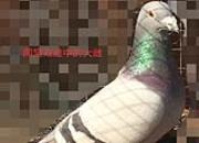 �ҵ�ʵս�ƽ���С������