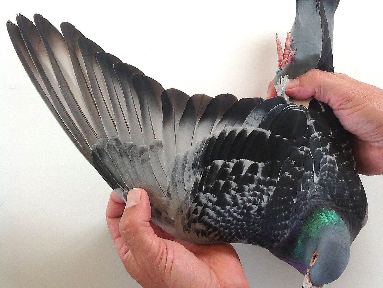 ��ǰ�����Լ�������� ���ڿ��߼۸�������