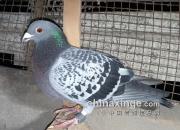 ���XӢ��˹��������ս��017