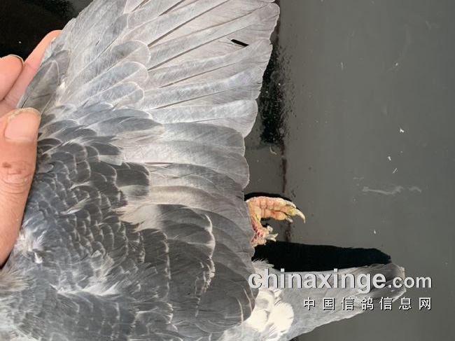 20�����һ����ǿ�Ĺ�ѫ��