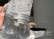 20�����һ����ǿ�Ĺ�ѫ��