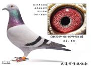 �������߷��� ������2019��ھ���Ʒ��