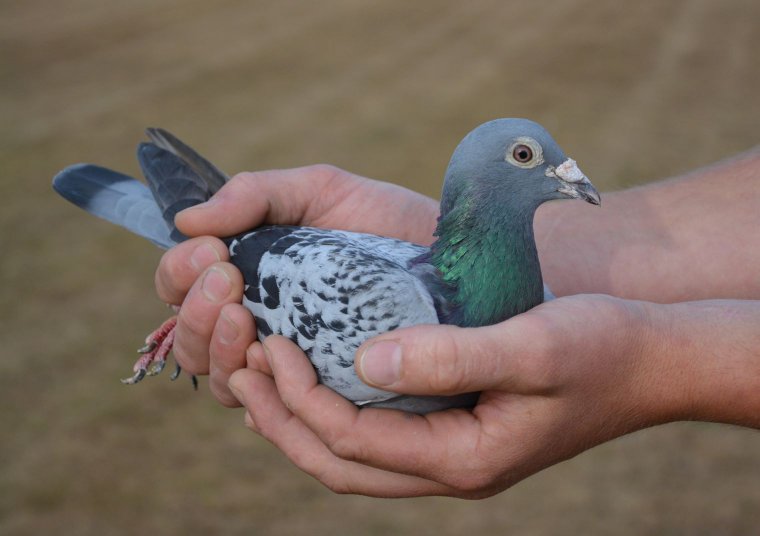 ����ǧ��Ϊ������2019�ꡰ��ۡ����һ��