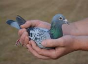 ����ǧ��Ϊ������2019�ꡰ��ۡ����һ��