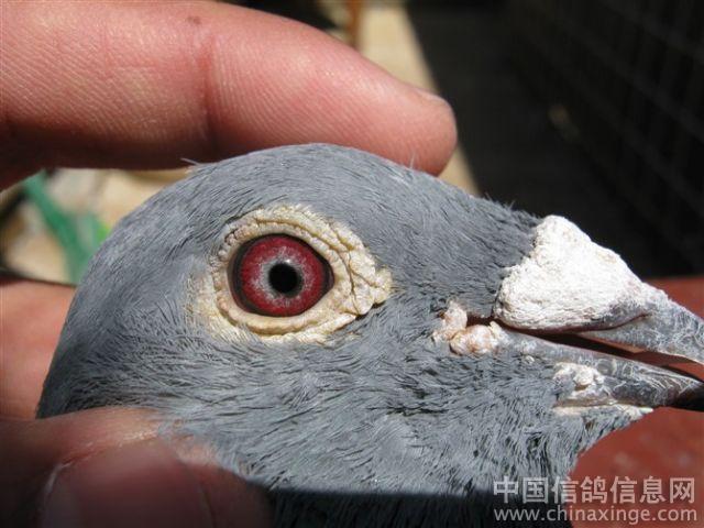 ��Ҫ��������۾� ��ֻ�Ǹ���˵