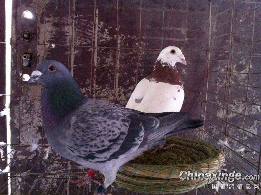 ʲô�����ǻƽ���ԣ�