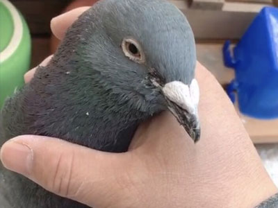 ����ա�20��������룺��̭�����²�����