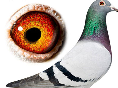 ÿ��һ�룺����÷���˵Ķ����ִơ������ȡ�