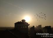 Ѫͳ����Ҫ ����Ҫ��������Ѫͳ