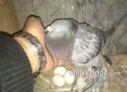 �ٿƳ�֪ʶ���ָ������Լ���֮�ס����뵰