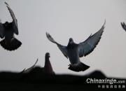 ���ӷɶ�����Ӯ���뿴2019���ڷ������а�