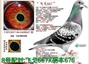 2020�����Ԥ�����ɸ�������ɻ���