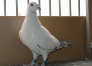 Ե����ע�� С�԰��رȾ����������