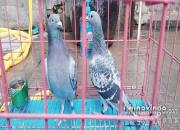 ����չ�� ���ƹ���