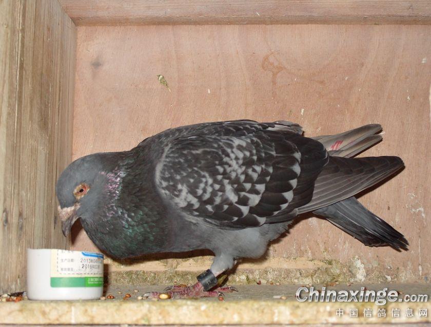 ��������Դ���������󵶡���