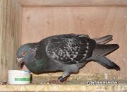 ��������Դ���������󵶡���