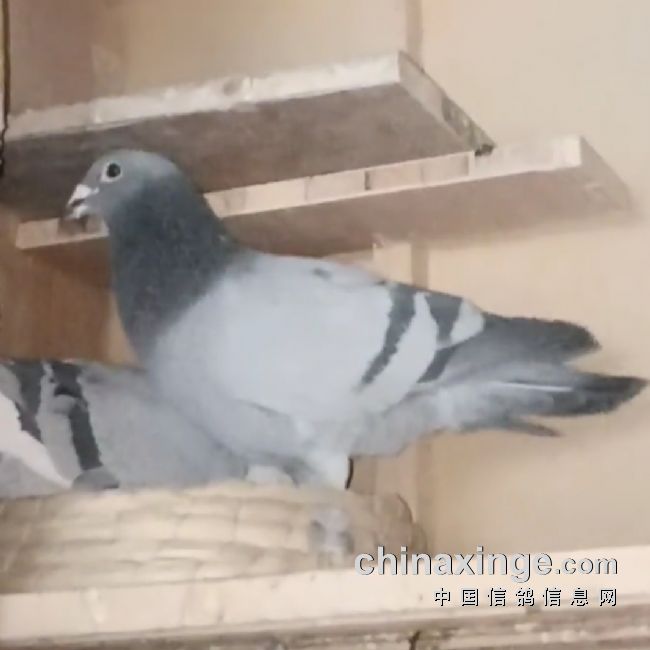 �ò����ñ�ķ�룿