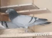 �ò����ñ�ķ�룿