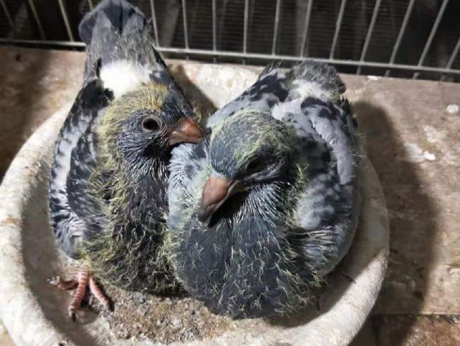 2020���ļ�ѡ�� �����Ǹ�����