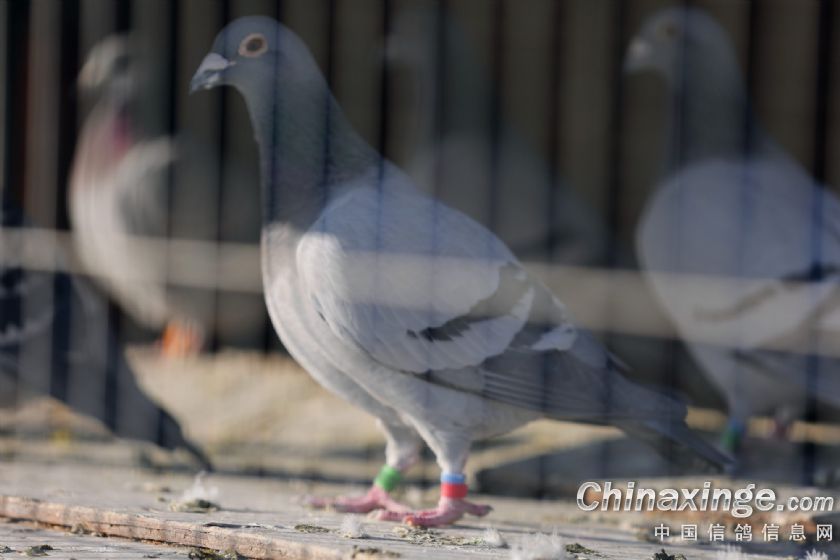 �����ָ���Բ��˹���