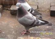 �����ҵİ��룺վվ����С�����ɵ�961