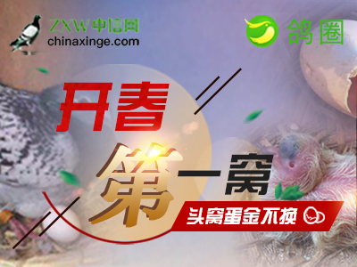 头窝蛋金不换？鸽圈活动《开春第一窝》截稿