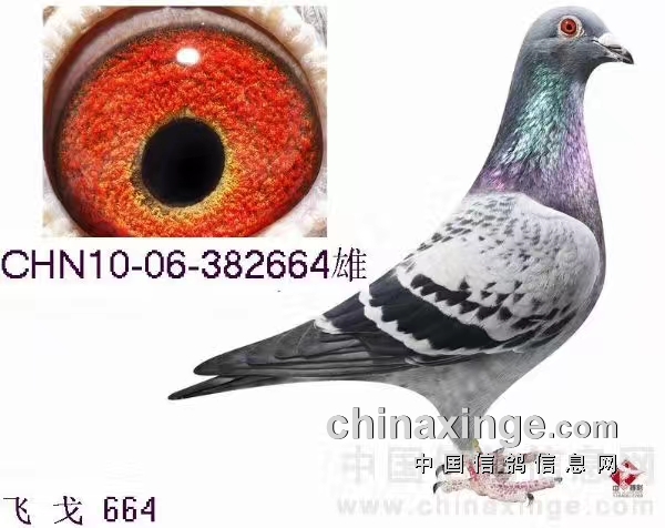 ���ķɸ�Ѫϵ��ʹ���ĵ�