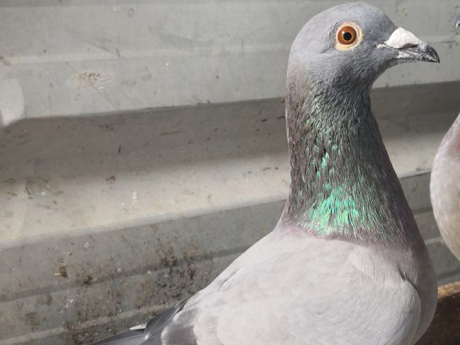 ���� ������Ĳ�����